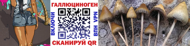 даркнет сайт  Приволжск  Галлюциногенные грибы Psilocybe 